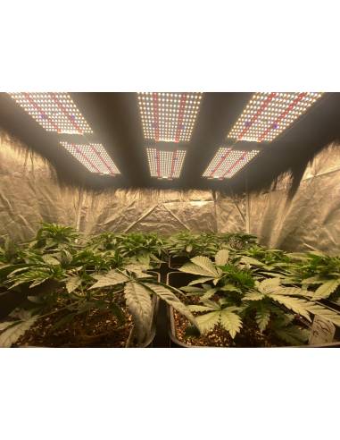 Samled S240 2024 Mean Well