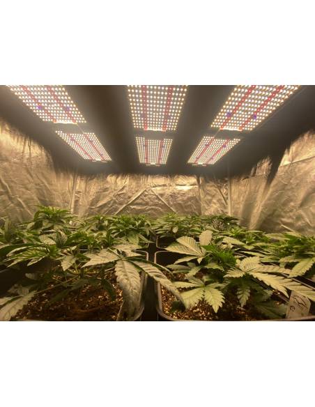 Samled S240 2024 Mean Well