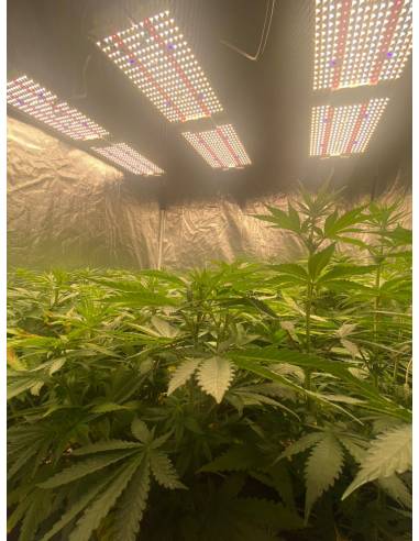 Samled S240 2024 Mean Well