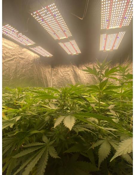 Samled S240 2024 Mean Well