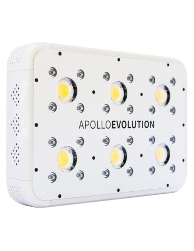 apollo evolution 6 delight